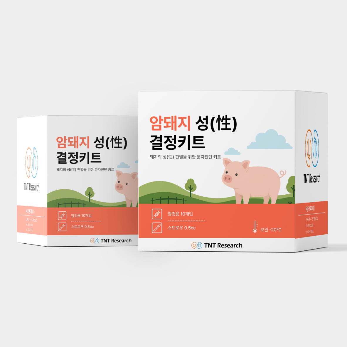 암돼지 성결정 키트